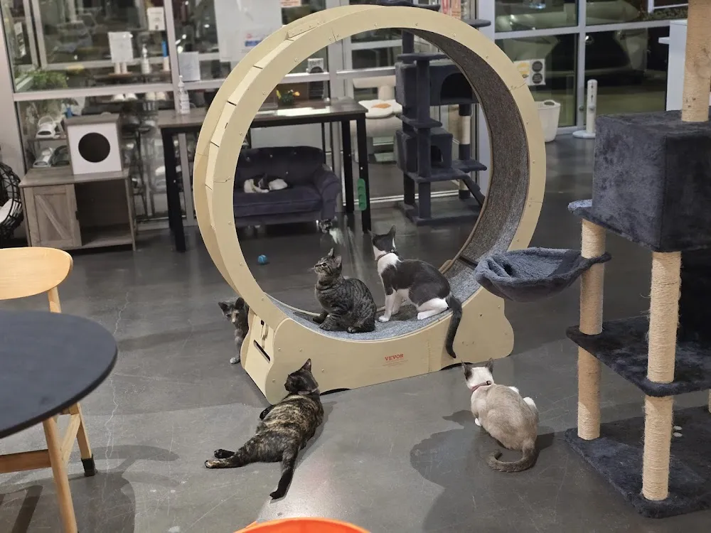 Cat Haven Lounge cat cafe in Katy - cats