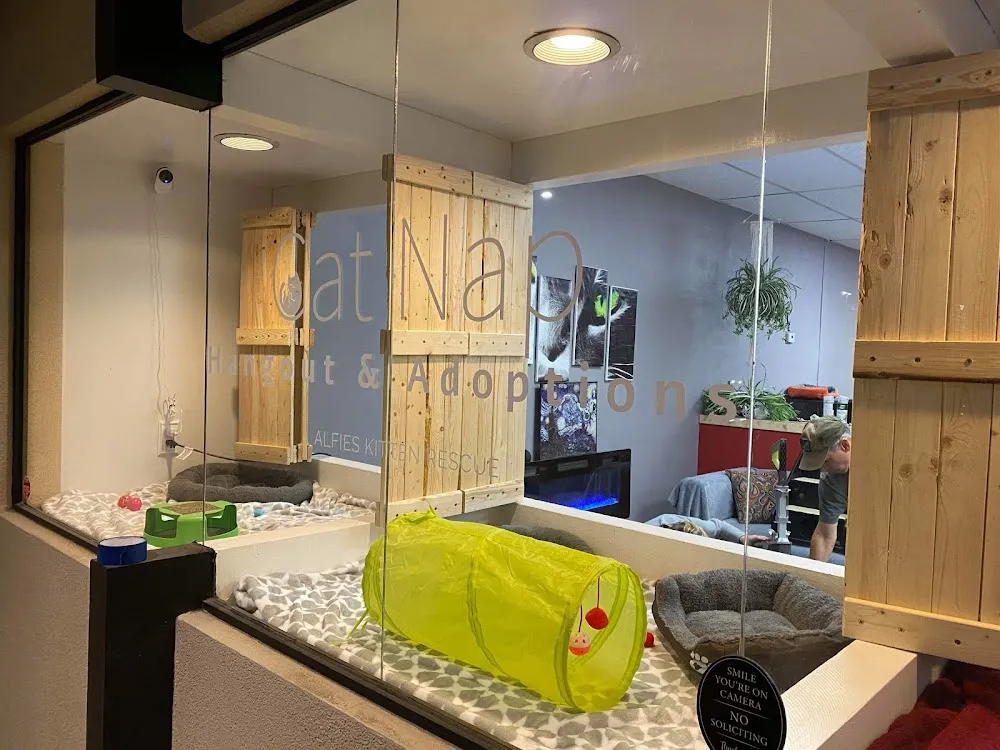 Cat Nap Hangout & Adoptions cat cafe in Huntington Beach - interior