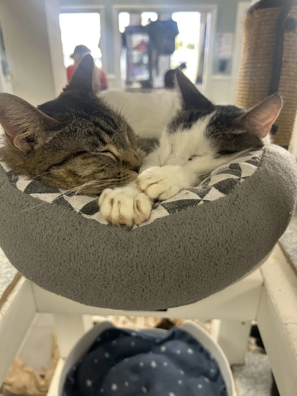 Cat Nap Hangout & Adoptions cat cafe in Huntington Beach - cats