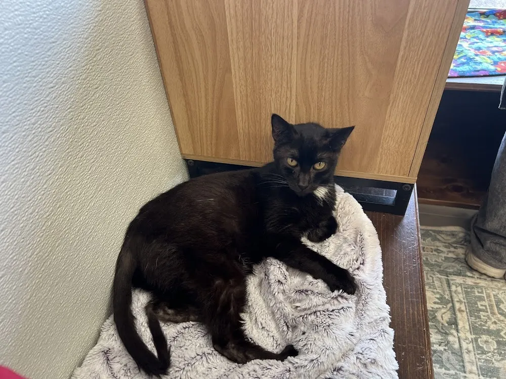 Cat Nap Hangout & Adoptions cat cafe in Huntington Beach - atmosphere