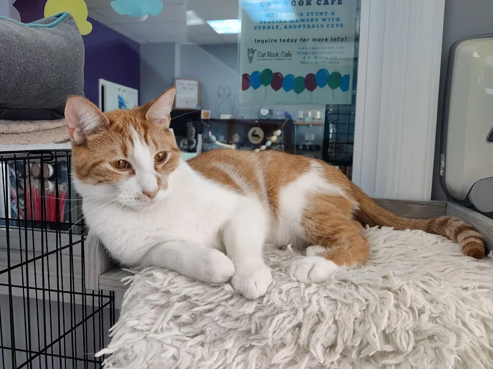 Cat Nook Cafe cat cafe in Norwood - cats