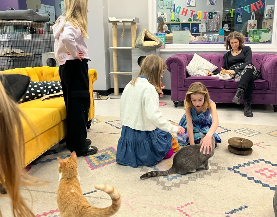 Cat Nook Cafe cat cafe in Norwood - atmosphere