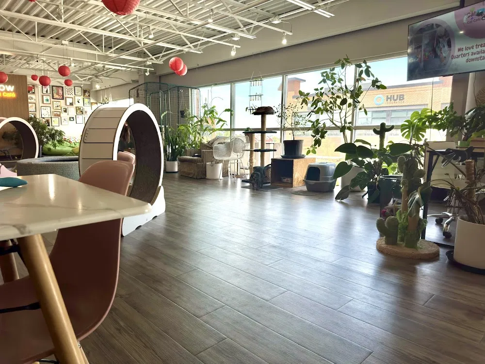 Cat Show Cat Café cat cafe in Bozeman - cats