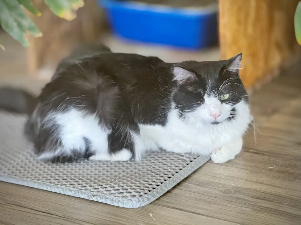 Cat Show Cat Café cat cafe in Bozeman - atmosphere
