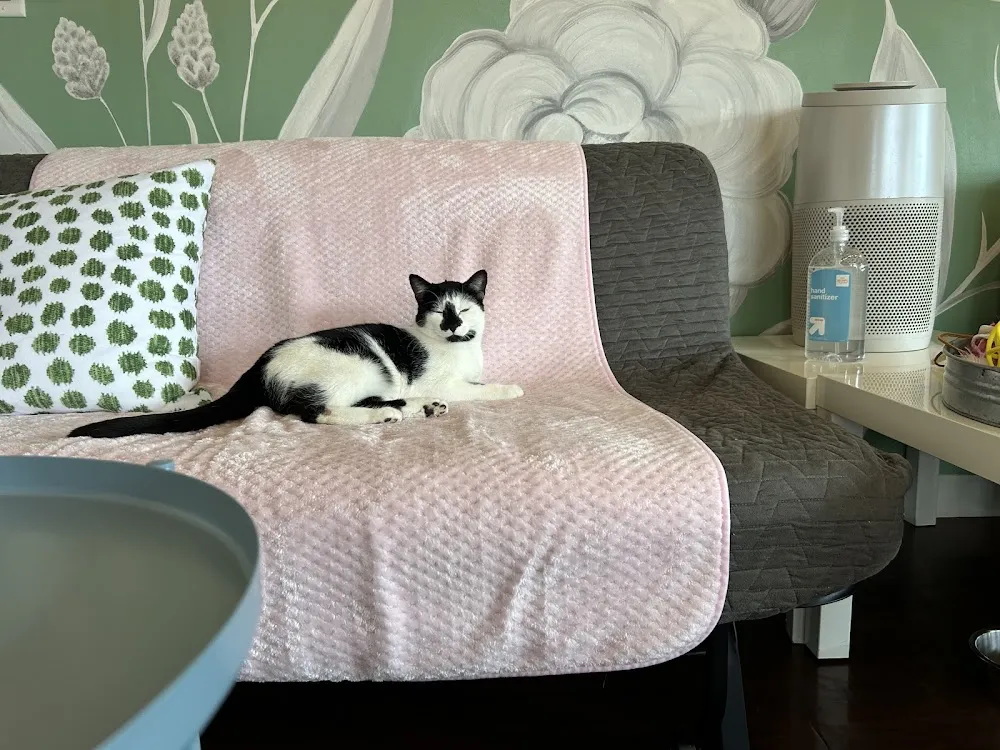 Cat Tales Cat Cafe cat cafe in Chapel Hill - interior