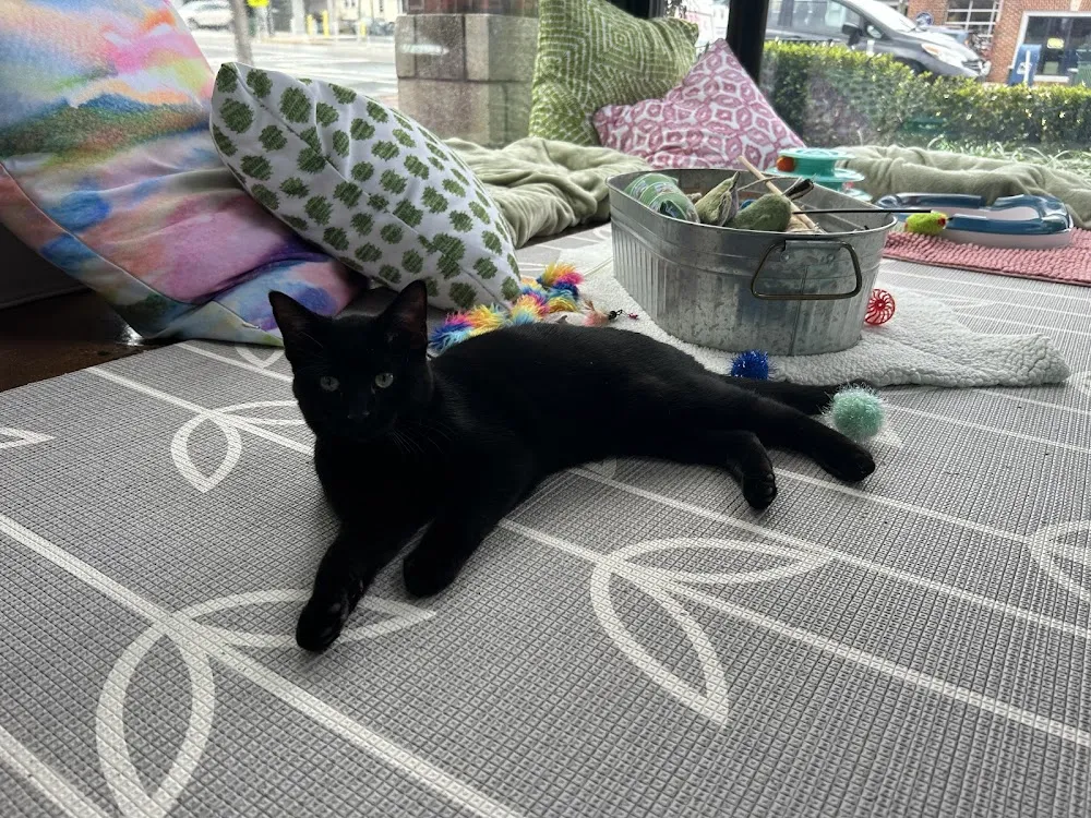 Cat Tales Cat Cafe cat cafe in Chapel Hill - atmosphere