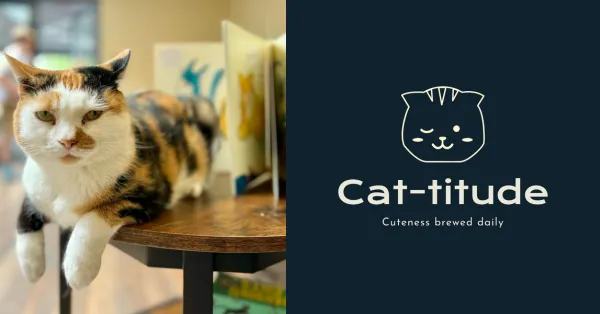 Cat-titude Cat Cafe cat cafe in London - atmosphere