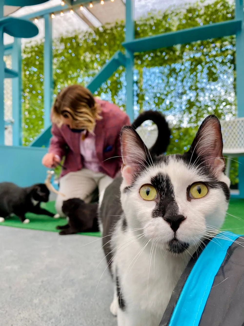 CatCafe Lounge | Cats + Kittens + Catio cat cafe in Los Angeles - atmosphere