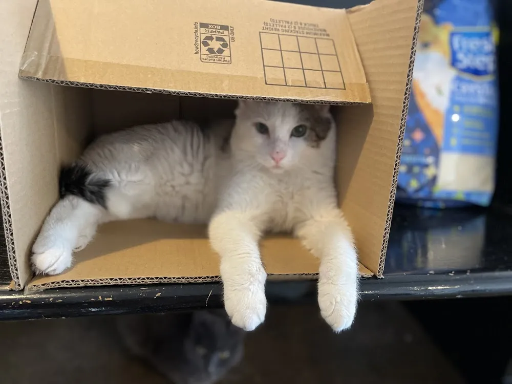 Catfé Lounge cat cafe in Ferndale - cats