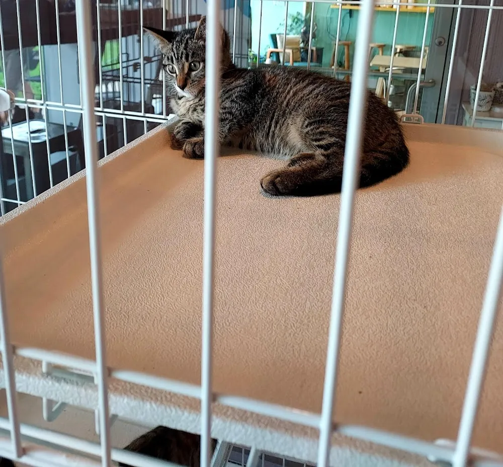 Catfé Lounge cat cafe in Ferndale - atmosphere