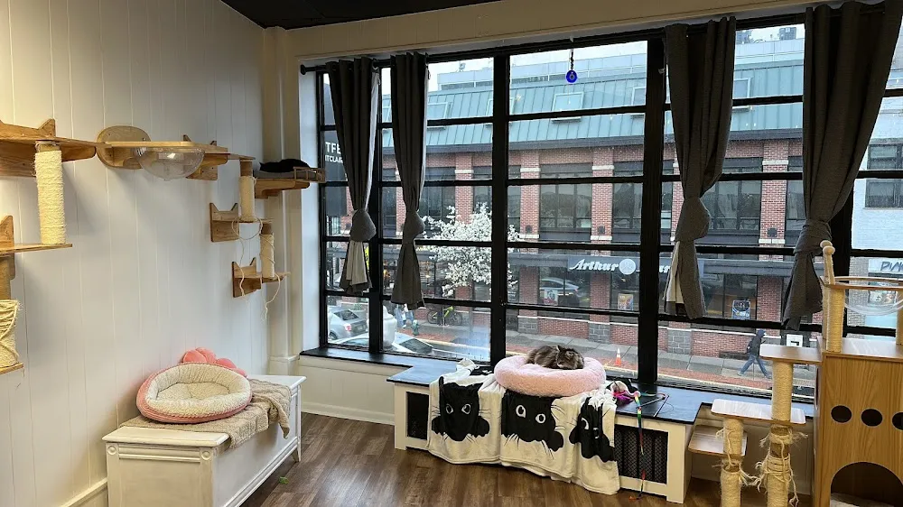 Catfé Montclair cat cafe in Montclair - interior