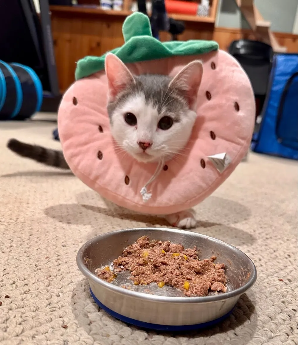 Catfé Montclair cat cafe in Montclair - cats