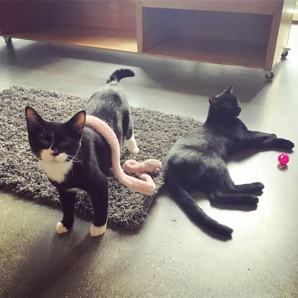 Catfe cat cafe in Vancouver - atmosphere