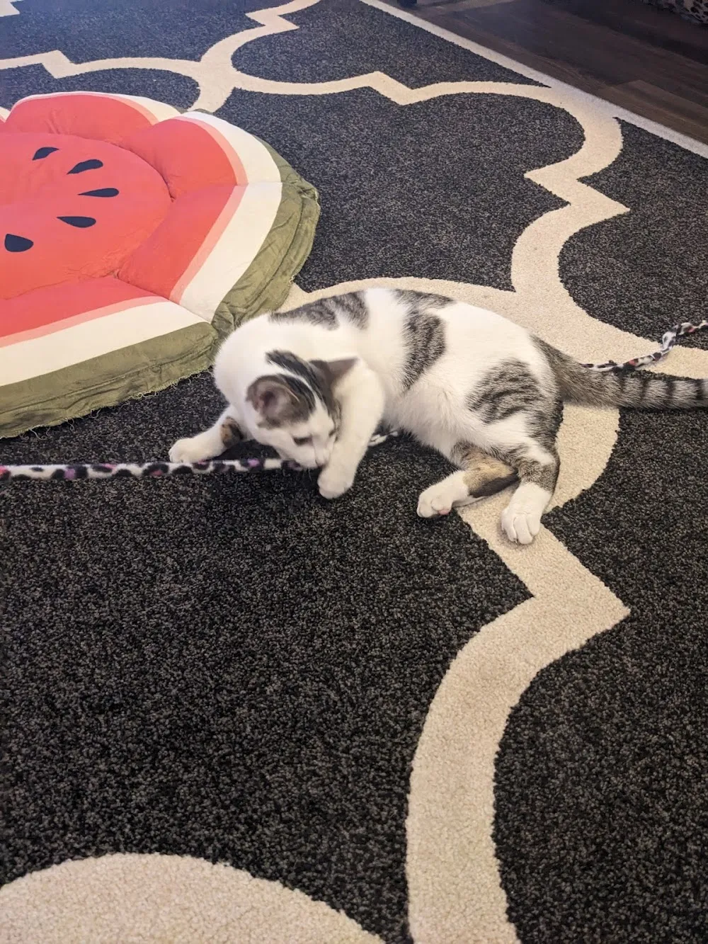 Catfeine Cat Cafe cat cafe in Murfreesboro - atmosphere