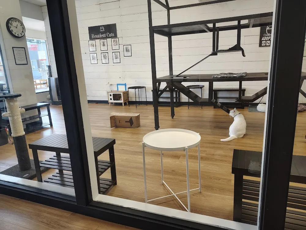 Catffeinated cat cafe in Puyallup - interior