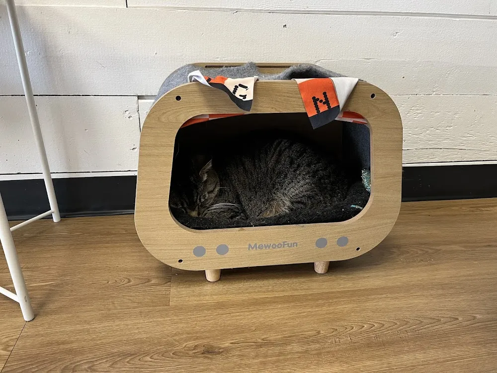 Catffeinated cat cafe in Puyallup - atmosphere