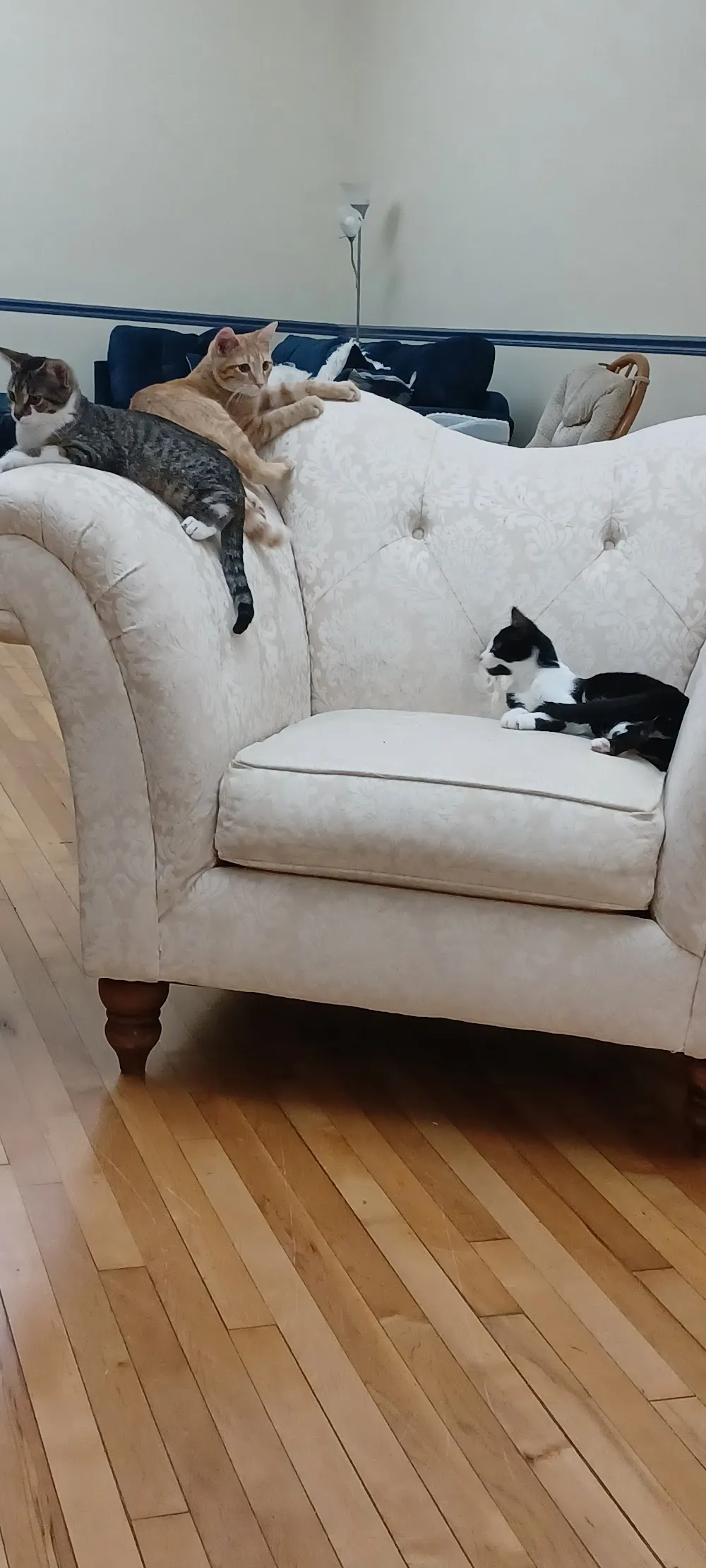 Catitude Cafe cat cafe in Goshen - cats