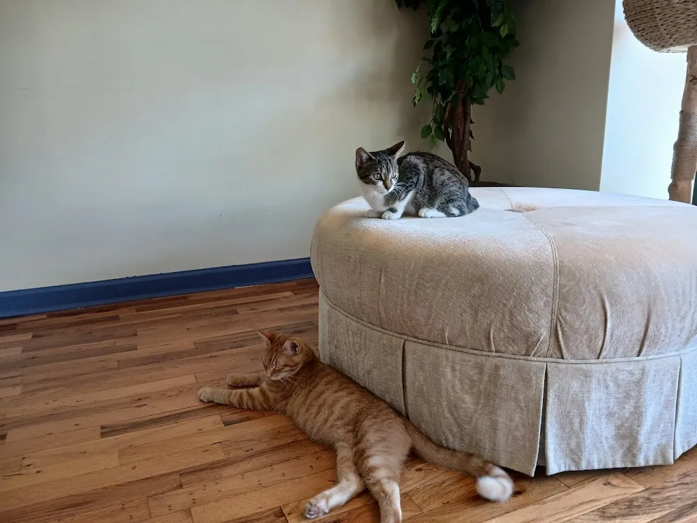 Catitude Cafe cat cafe in Goshen - atmosphere