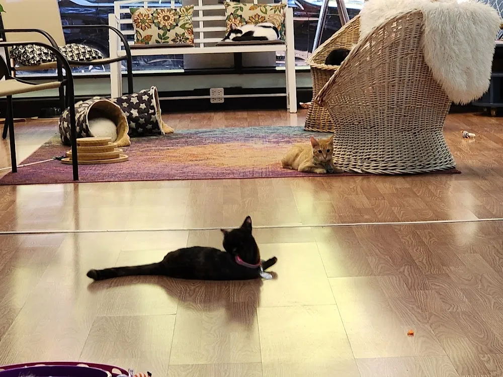 Catnip Cat Cafe cat cafe in Norfolk - interior