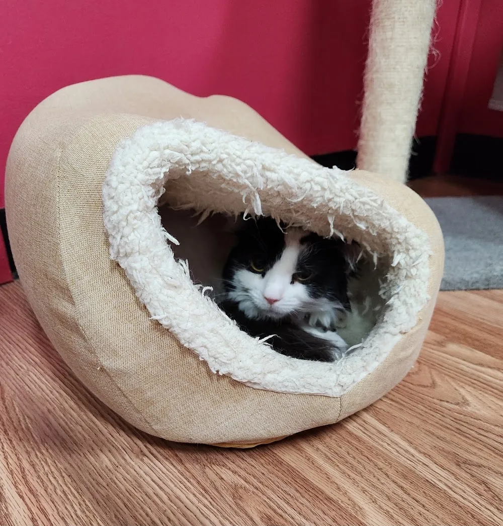 Catnip Cat Cafe cat cafe in Norfolk - cats