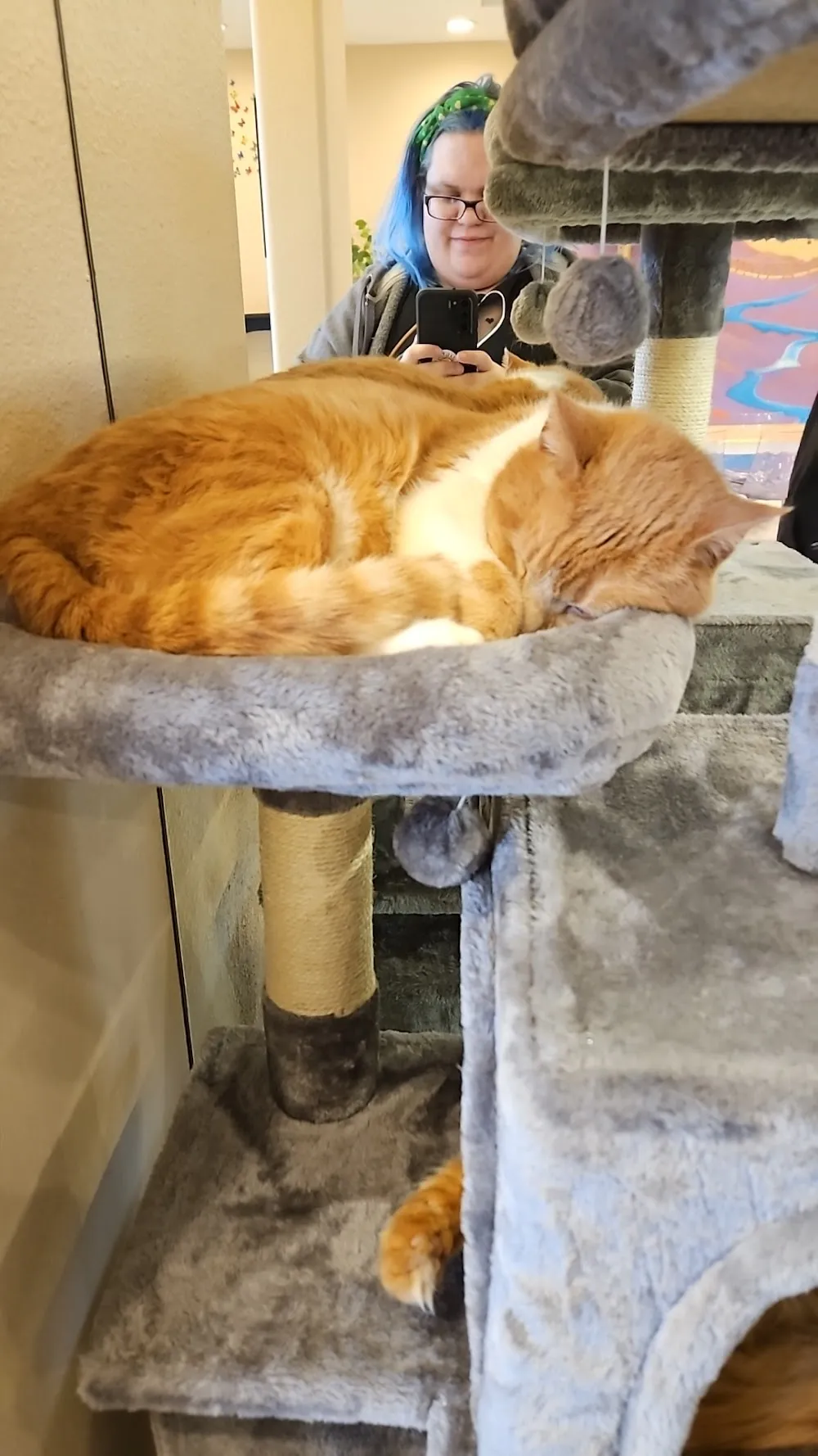 Catopia Cat Cafe cat cafe in Albuquerque - cats