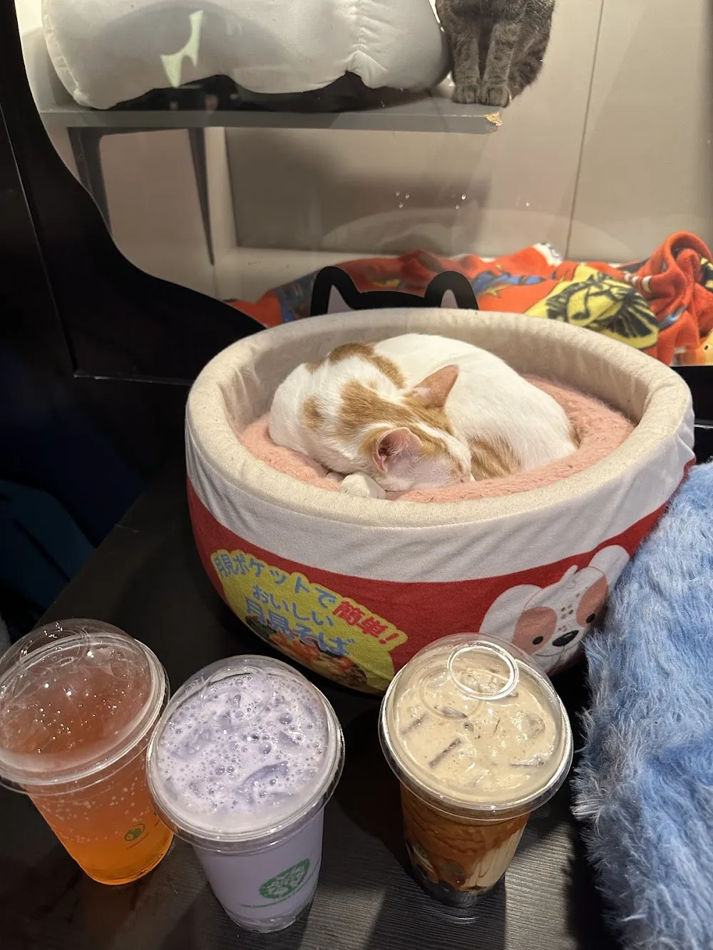 Catoro Cafe cat cafe in Vancouver - cats