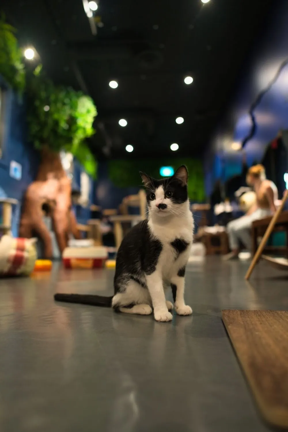 Catoro Cafe cat cafe in Vancouver - atmosphere