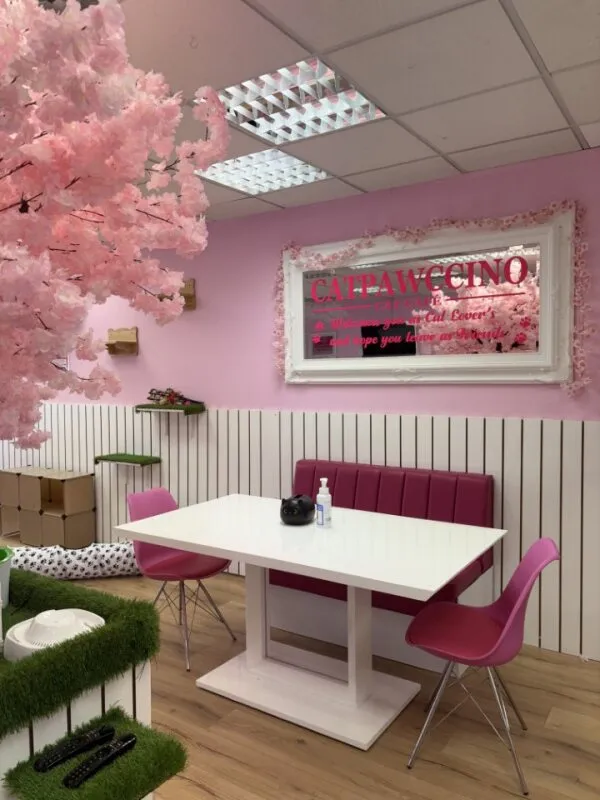 Catpawccino Cafe cat cafe in Clacton-on-Sea - interior