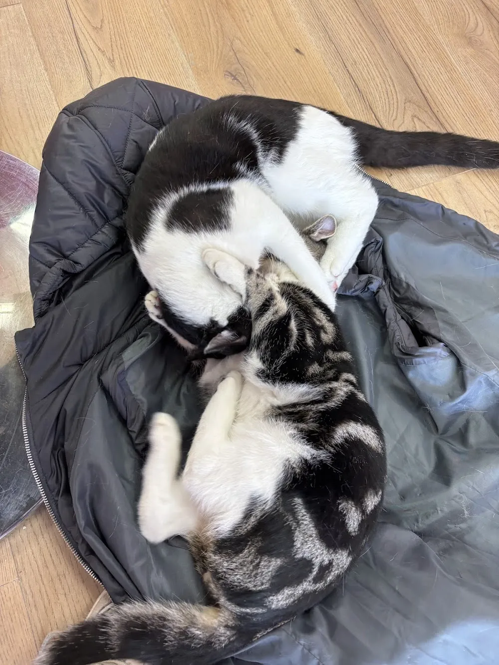 Catpawccino Cafe cat cafe in Clacton-on-Sea - cats