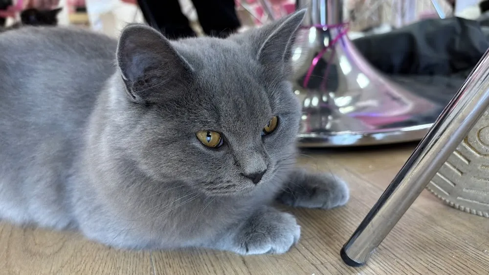 Catpawccino Cafe cat cafe in Clacton-on-Sea - atmosphere