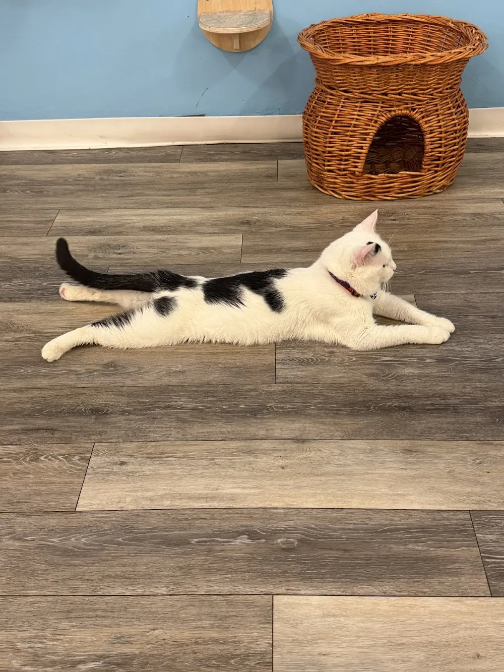 Catpurrccinos cat cafe in Huntington - atmosphere