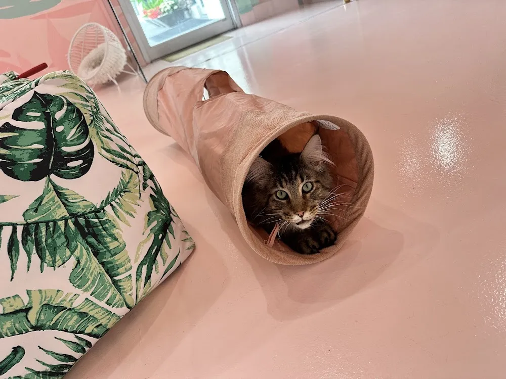 Cats and Caffeine cat cafe in Tampa - cats