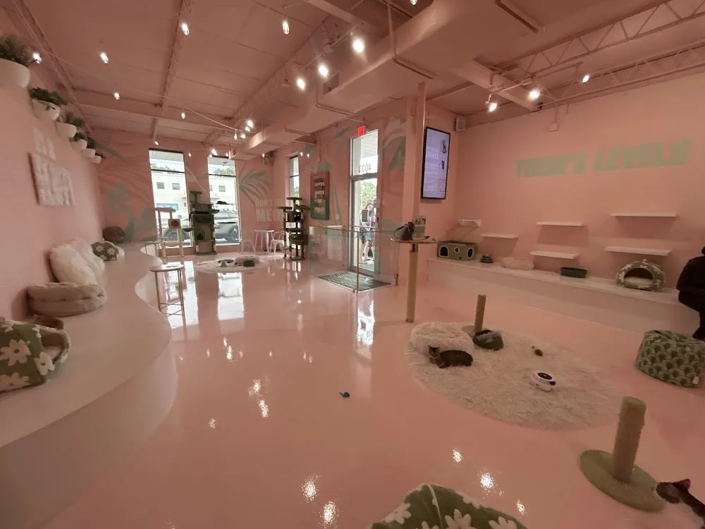 Cats and Caffeine cat cafe in Tampa - atmosphere