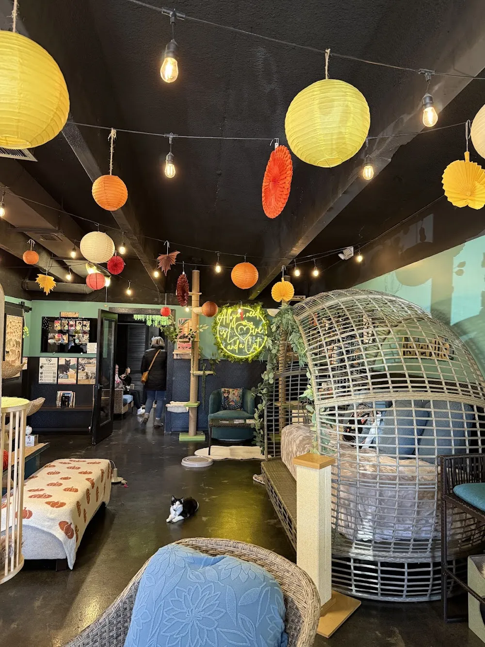 Cats at Play Cafe cat cafe in Asheville - cats