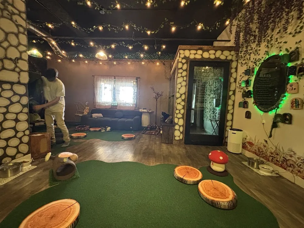 Cats & Crystals cat cafe in Oceanside - interior