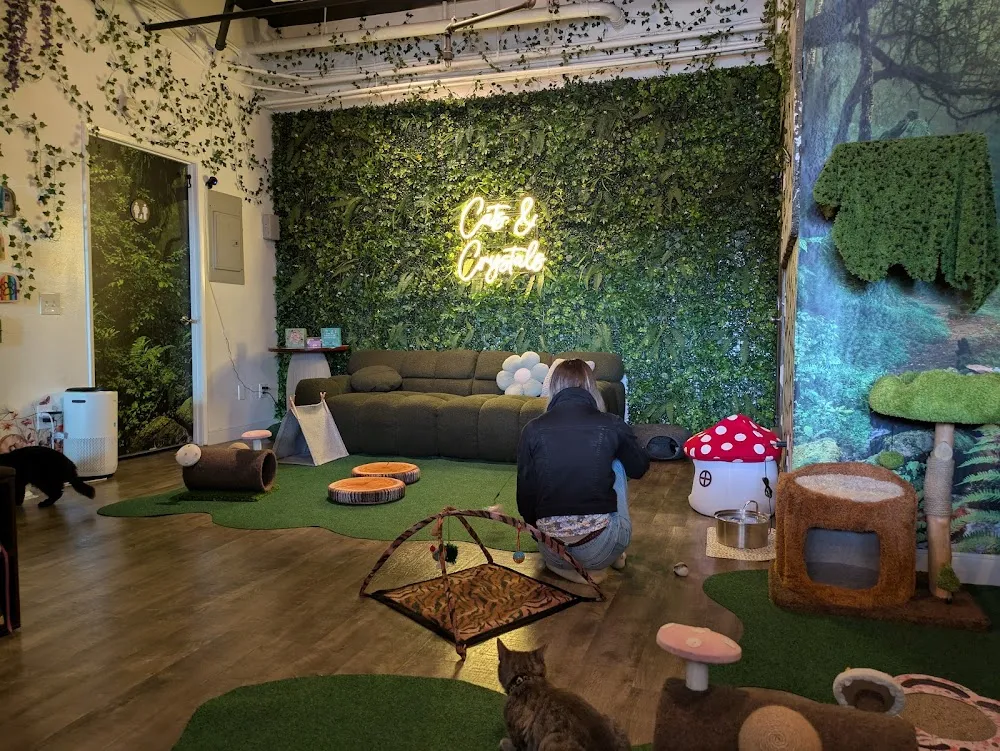 Cats & Crystals cat cafe in Oceanside - cats