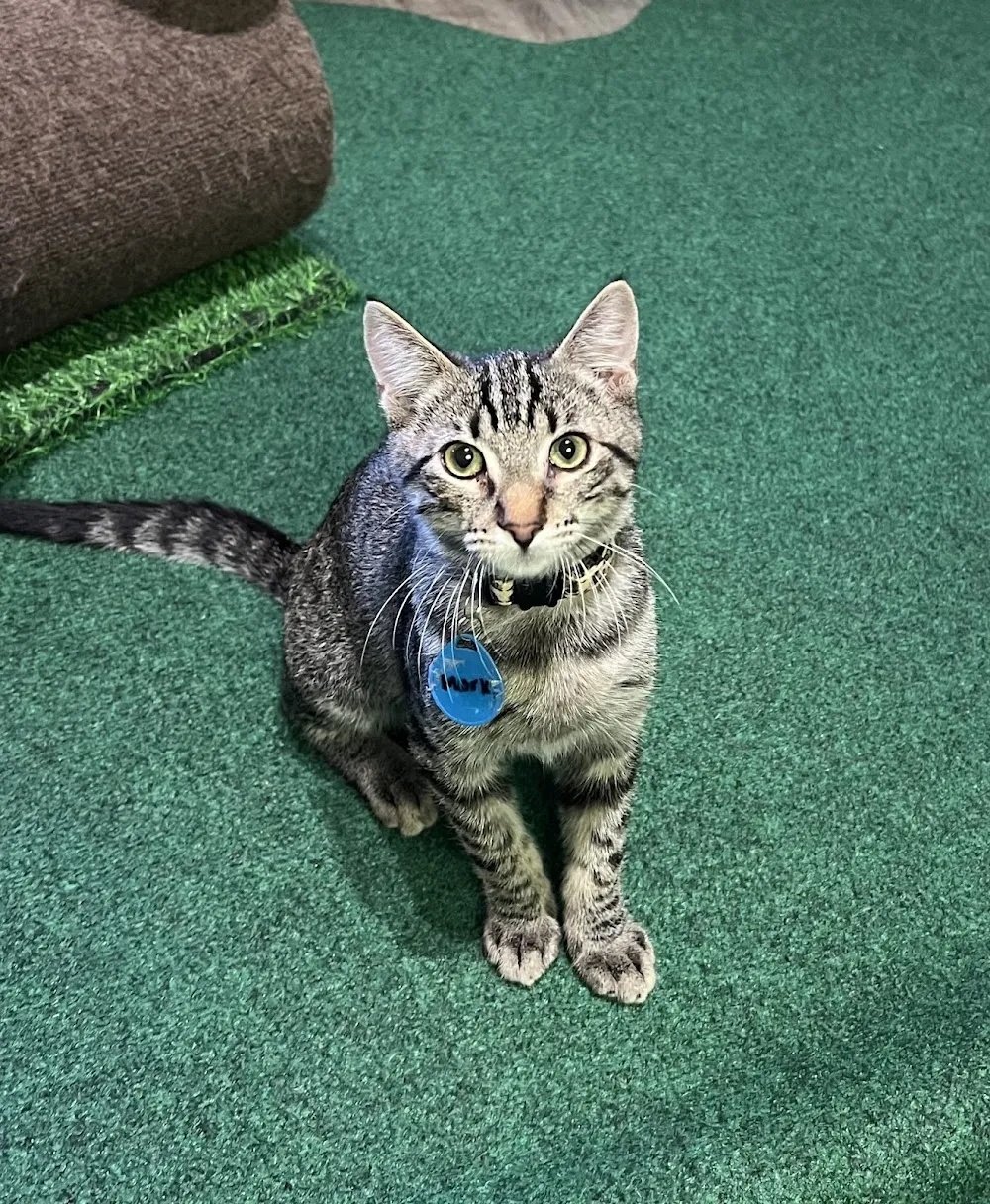 Cats & Crystals cat cafe in Oceanside - atmosphere