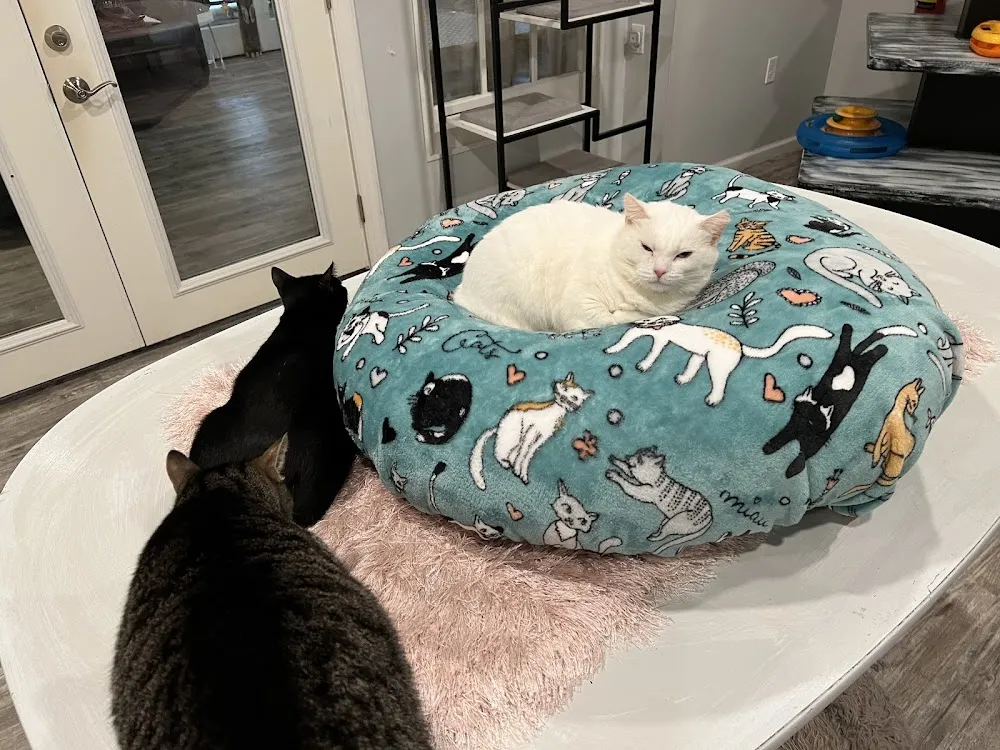 Cattfeinated Cat Cafe cat cafe in Greensburg - cats