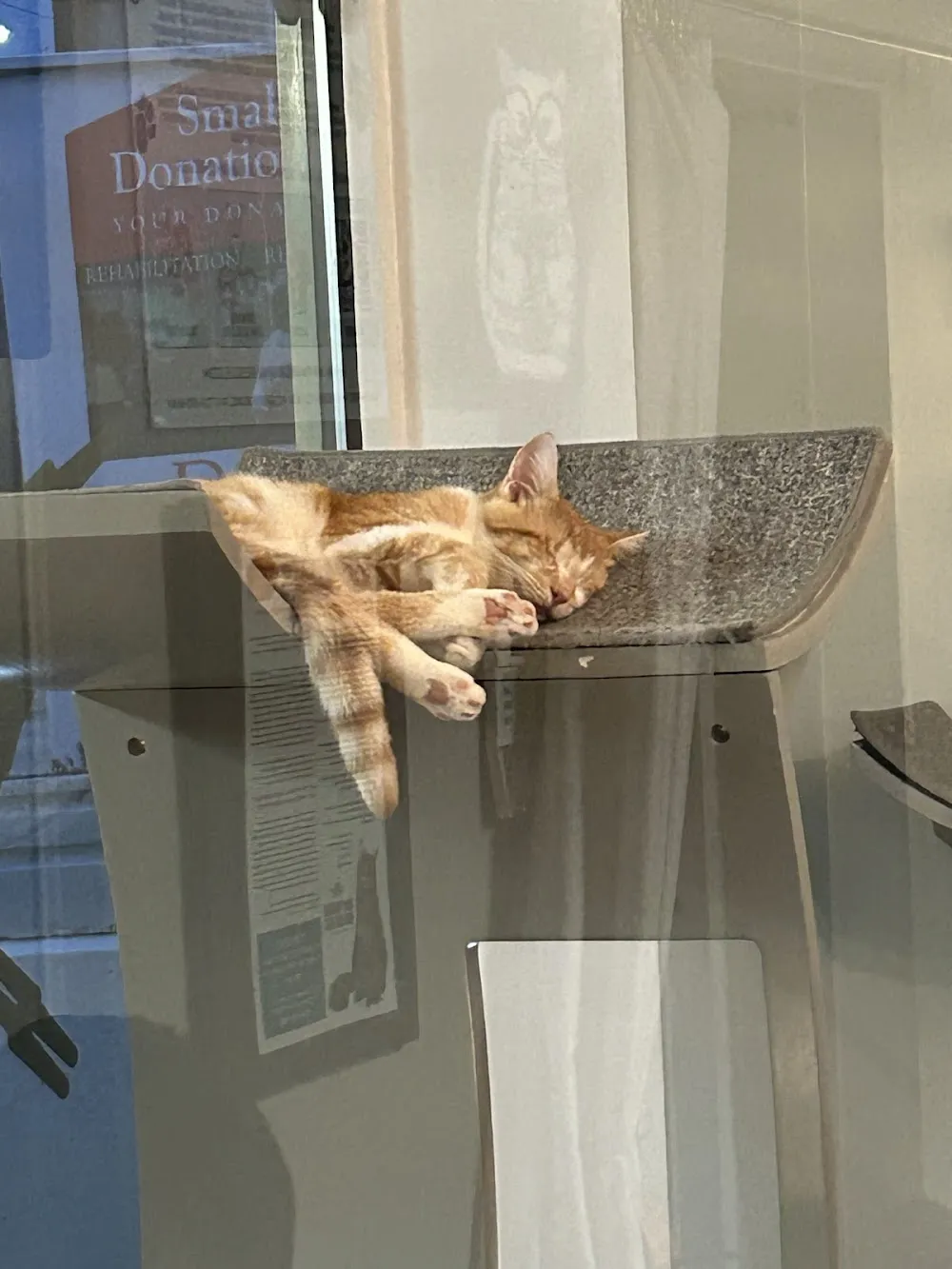 Cattfeinated Cat Cafe cat cafe in Greensburg - atmosphere