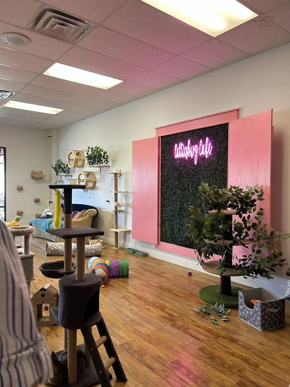 Cattiesburg Cafe cat cafe in Hattiesburg - interior