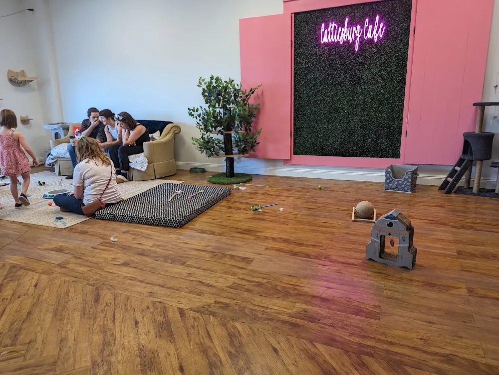 Cattiesburg Cafe cat cafe in Hattiesburg - cats