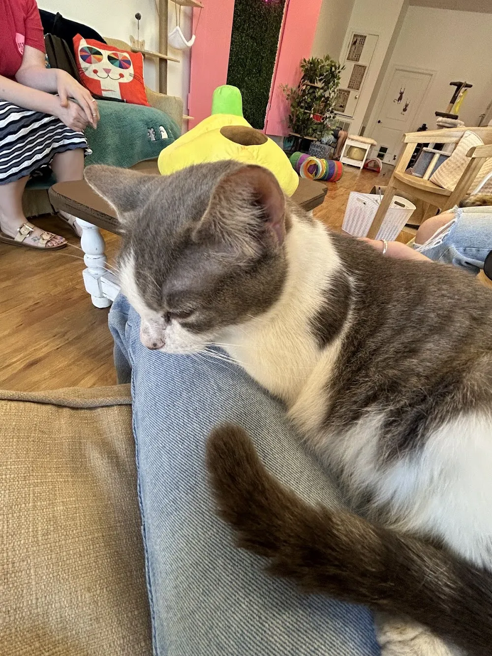 Cattiesburg Cafe cat cafe in Hattiesburg - atmosphere