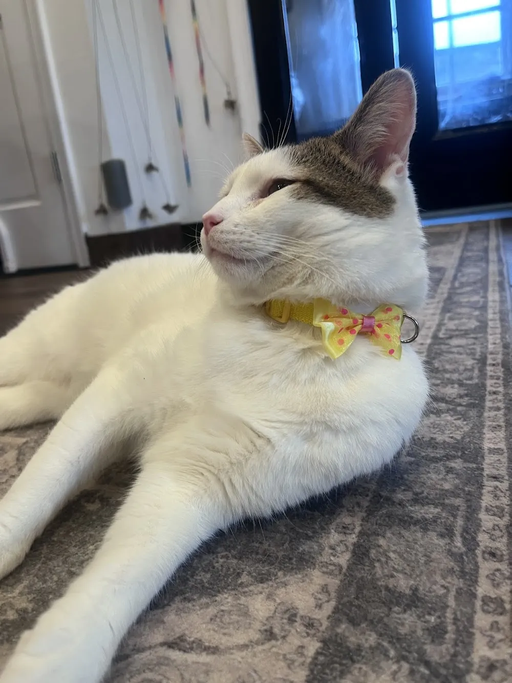 Catty Corner Cafe cat cafe in Leesburg - interior