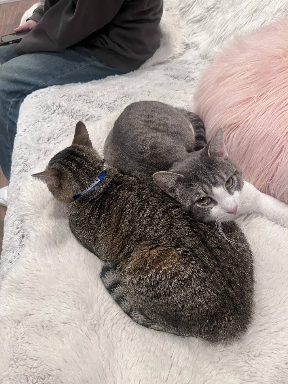 Catty Corner Cafe cat cafe in Leesburg - atmosphere