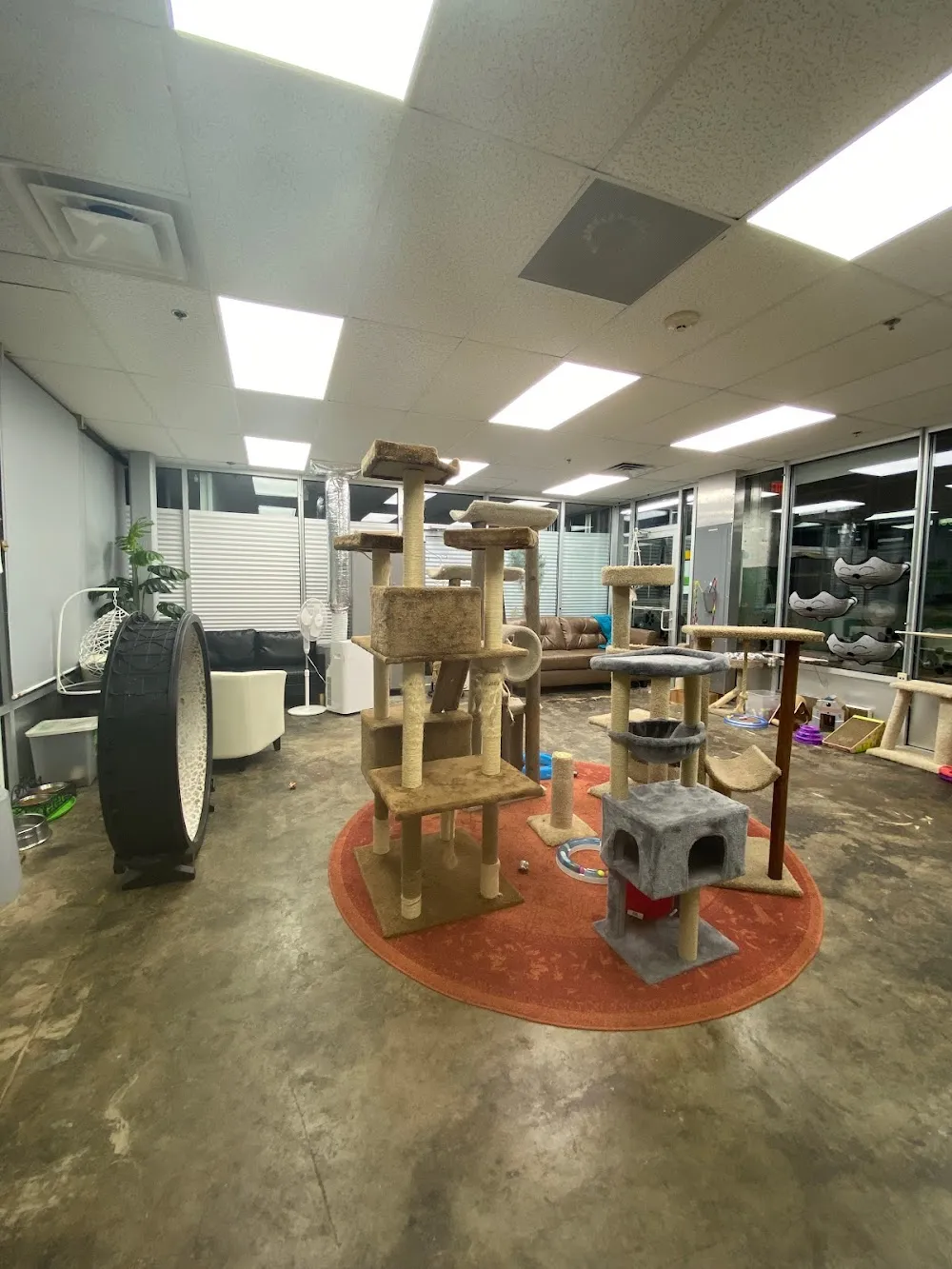 Cattyshack, Inc. - cat cafe in Huntsville
