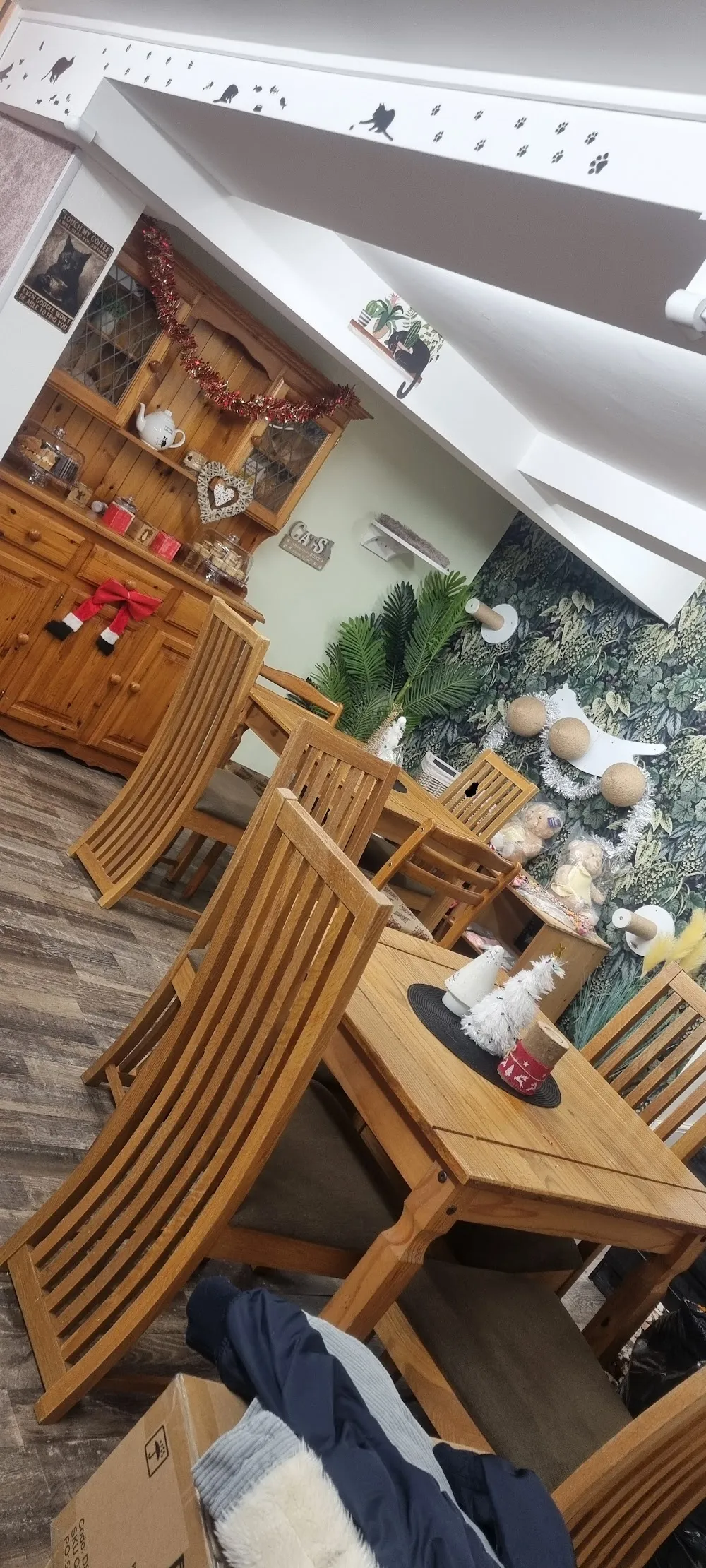 Catw cafe cat cafe in Whitchurch - cats