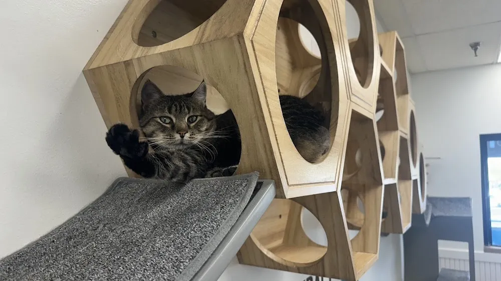 Central Purrk Cat Cafe cat cafe in Georgetown - atmosphere