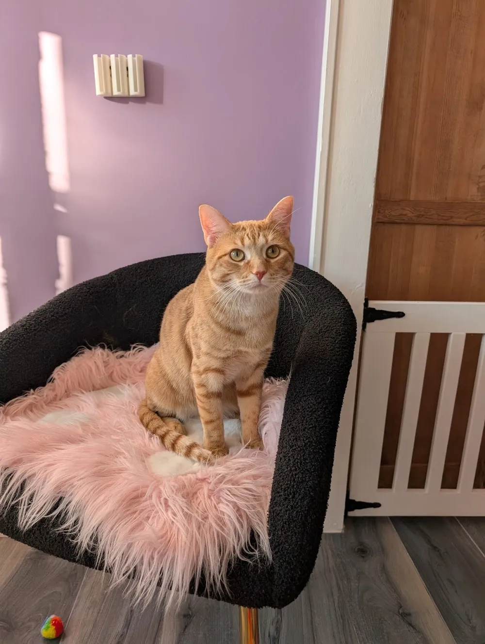 Charlie's Cat Cafe cat cafe in Monroe - atmosphere