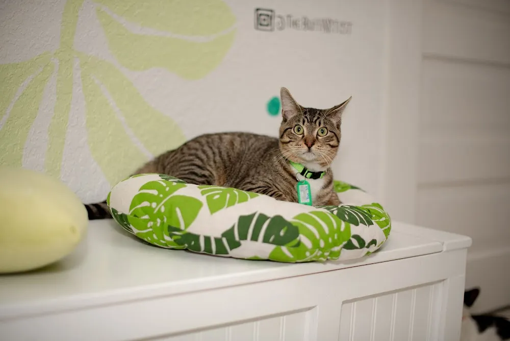 Coastal Cat Cafe cat cafe in Pensacola - cats