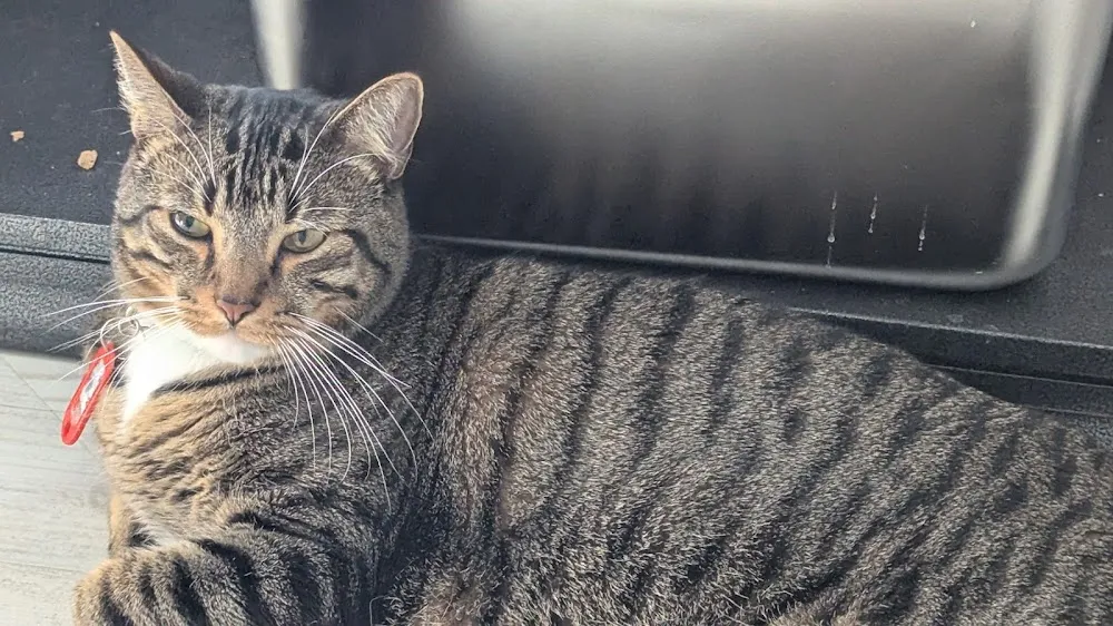 Coastal Cat Cafe cat cafe in Pensacola - atmosphere